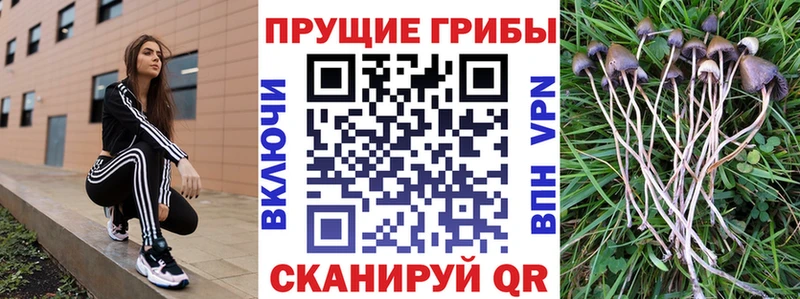 Псилоцибиновые грибы Psilocybe  Курчалой 