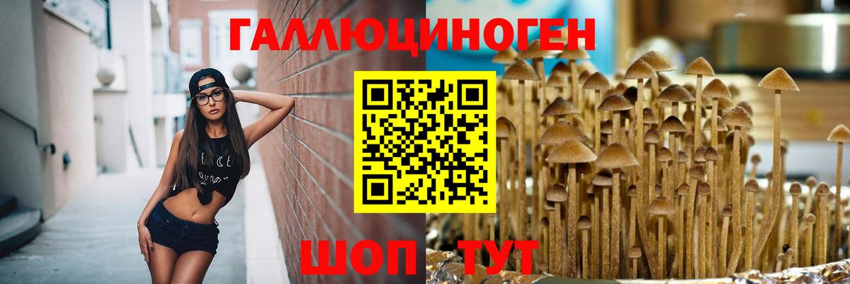 Галлюциногенные грибы прущие грибы  где можно купить наркотик  Галлюциногенные грибы Psilocybine cubensis  Курчалой 